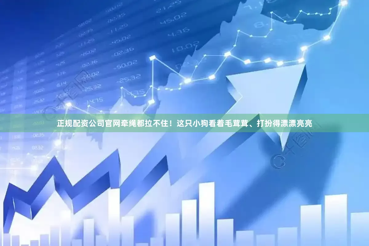 正规配资公司官网牵绳都拉不住！这只小狗看着毛茸茸、打扮得漂漂亮亮